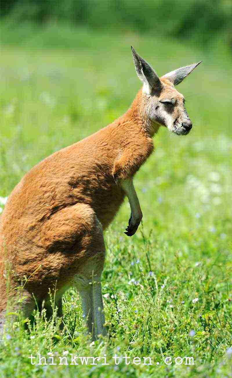 kangaroo