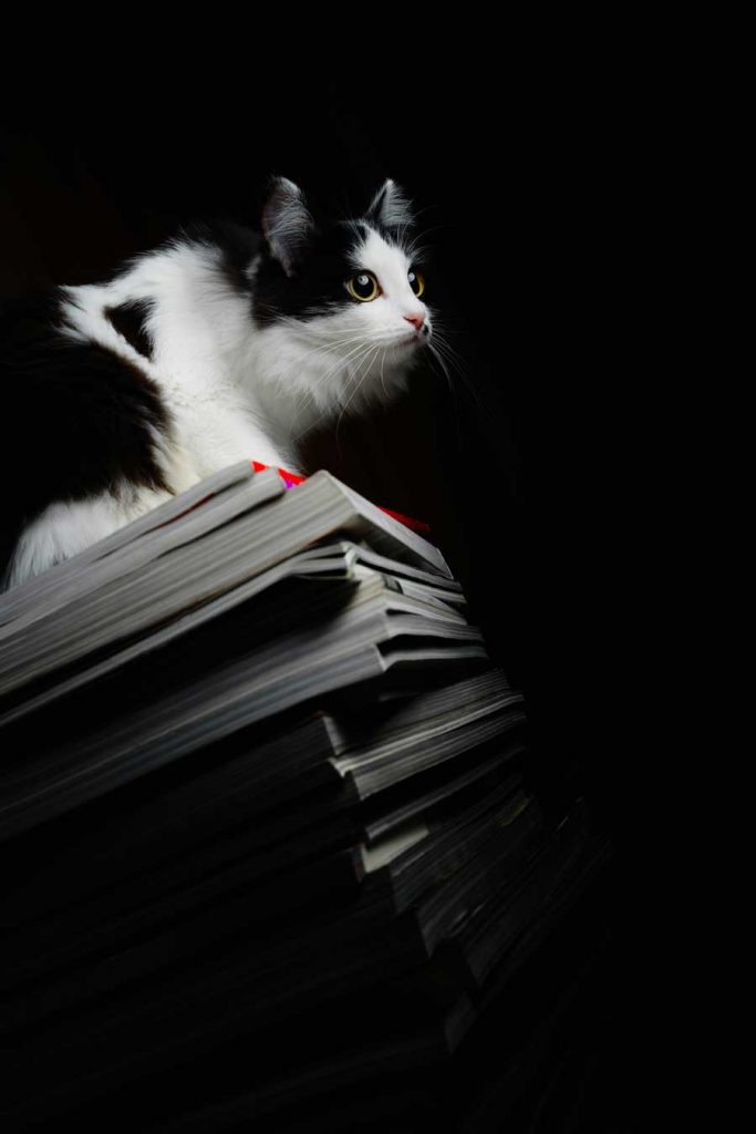 cat on stacks of books