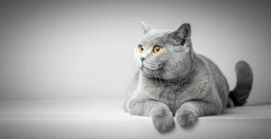 gray cat